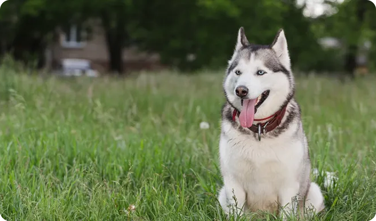 Happy Husky enjoying outdoor greenery